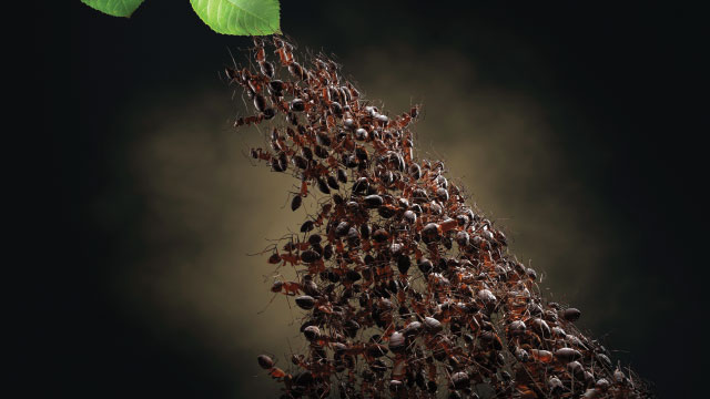ant-cooperation