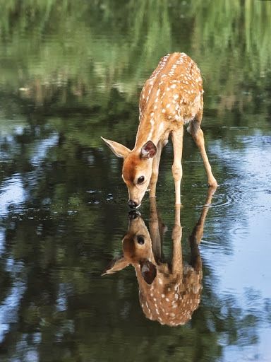 Deer drinking from stream